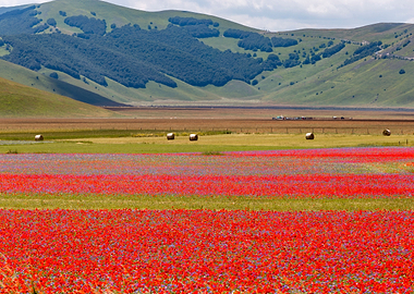 Flowering of Castelluccio