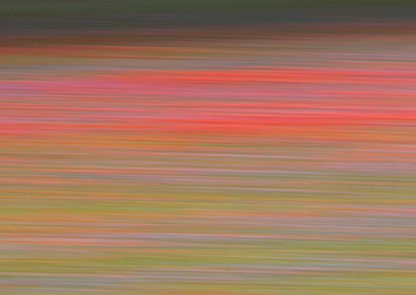 Flowering of Castelluccio