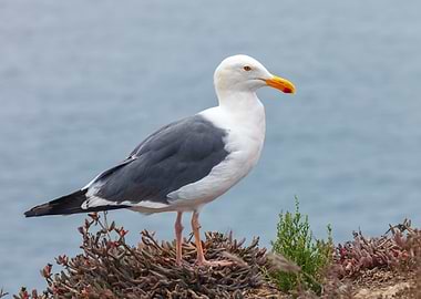 Gull Portrait