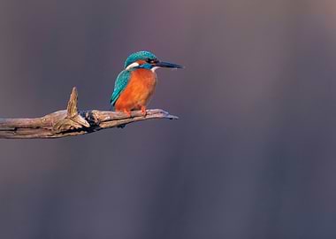 Kingfisher