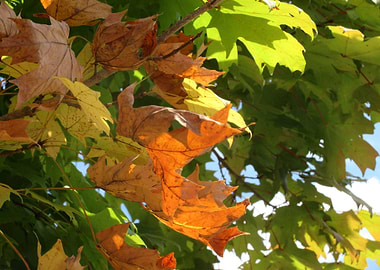 Here Comes Autumn