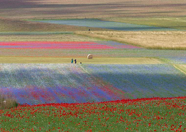Flowering of Castelluccio
