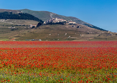Flowering of Castelluccio