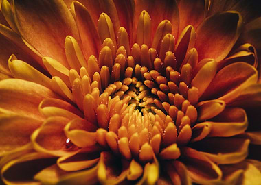 Orange Flower in Macro