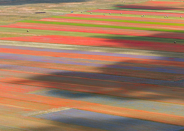 Flowering of Castelluccio
