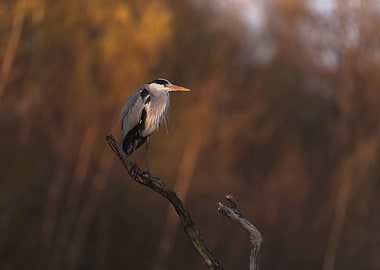 Grey heron