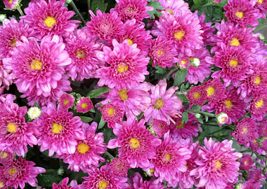 Fall blooms I