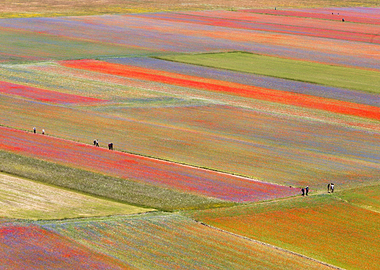 Flowering of Castelluccio
