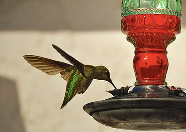 Humming Bird