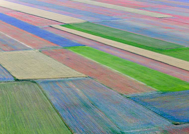 Flowering of Castelluccio