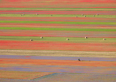 Flowering of Castelluccio