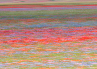 Flowering of Castelluccio