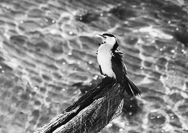 Little Pied Cormorant