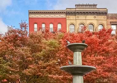 New York Autumn Leaves