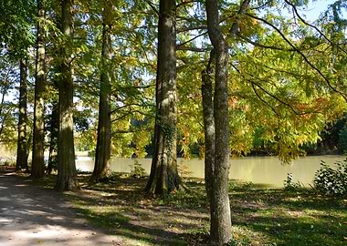 Trees on a lake