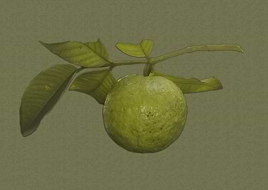 Guava fruit