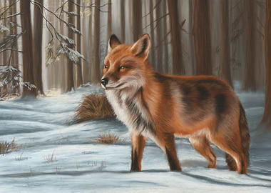 Fox in Winter