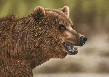 Grizzly Bear