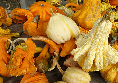 Gourds I