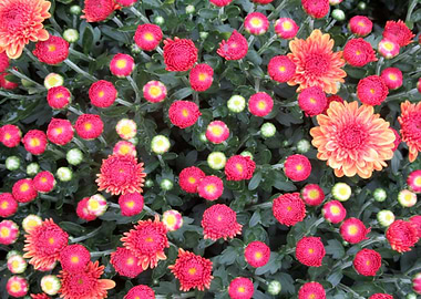 Fall Blooms