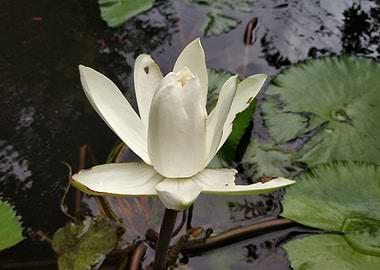 Lily in pond