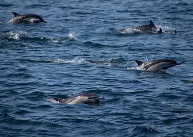 Playful Pod of Dolphins