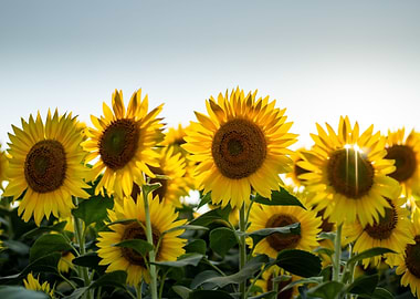 Sunflowers Floral