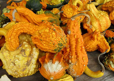 Gourds II