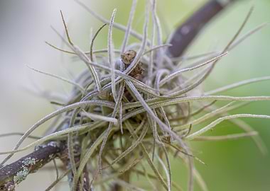 Tillandsia