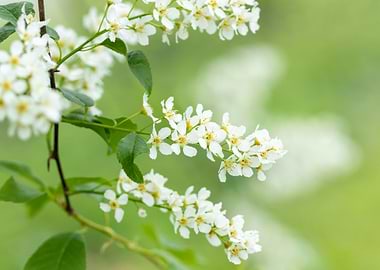 Cherry Flowers