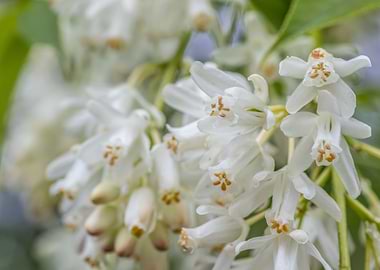 white Flower Closeup