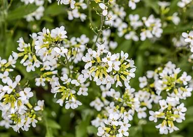 Mountain Rock cress