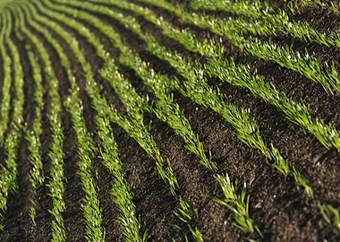 Grass Lines on Field