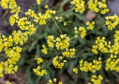 Golden Alyssum