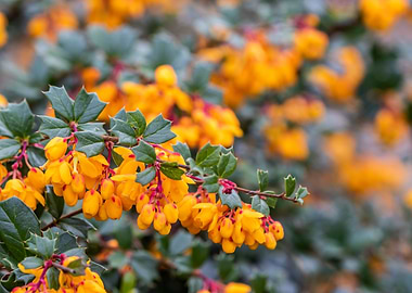 Darwins barberry