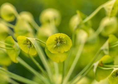 Mediterranean spurge