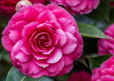 Camelia