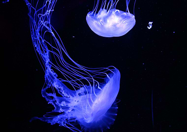 Jellyfish Sea Creature