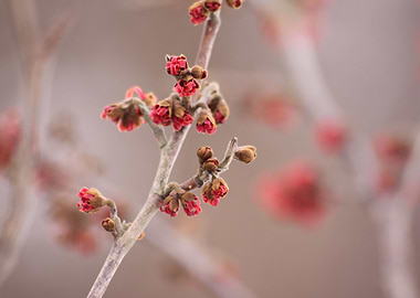 Witch hazel flower buds