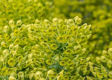 Mediterranean spurge