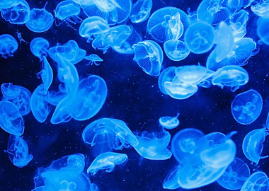 Blue Jelly Fish