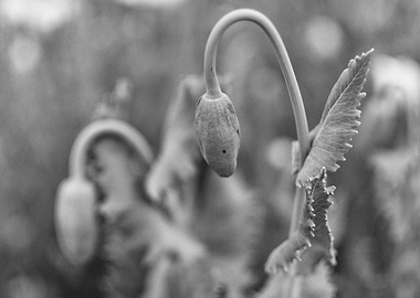 Poppy Buds