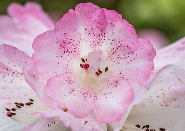 Azalea 2