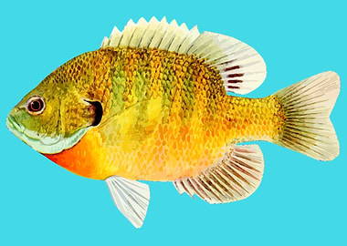 aquatic animal fish art