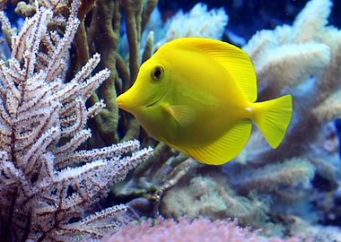 Yellow Surgeon Fish