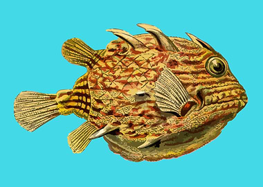 aquatic animal fish art