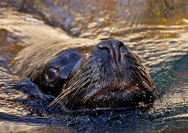 Swimming Seal