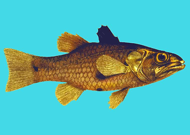 aquatic animal fish art
