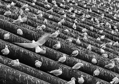 Seagulls on Icebreakers