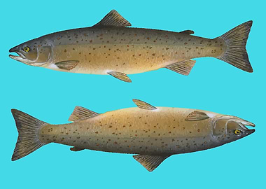 aquatic animal fish art